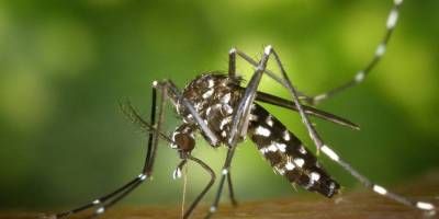 Se registraron ms de 2000 nuevos casos de dengue en Entre Ros.
