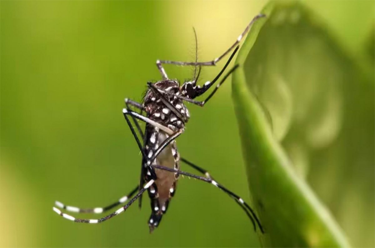 Brote histrico de dengue: ya son 161 los muertos y ms de 230 mil los contagiados