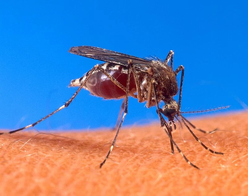 Dengue: se registraron 2.460 casos en la ltima semana en Entre Ros