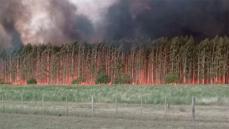 Se incendian ms de 20 hectreas de campo en zona cercana a Coln.