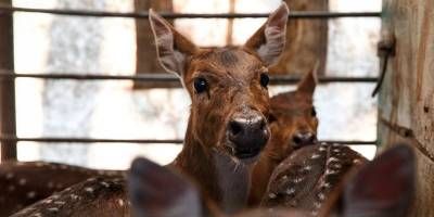 Trasladan a una reserva ciervos axis que familia entrerriana tena como mascotas.