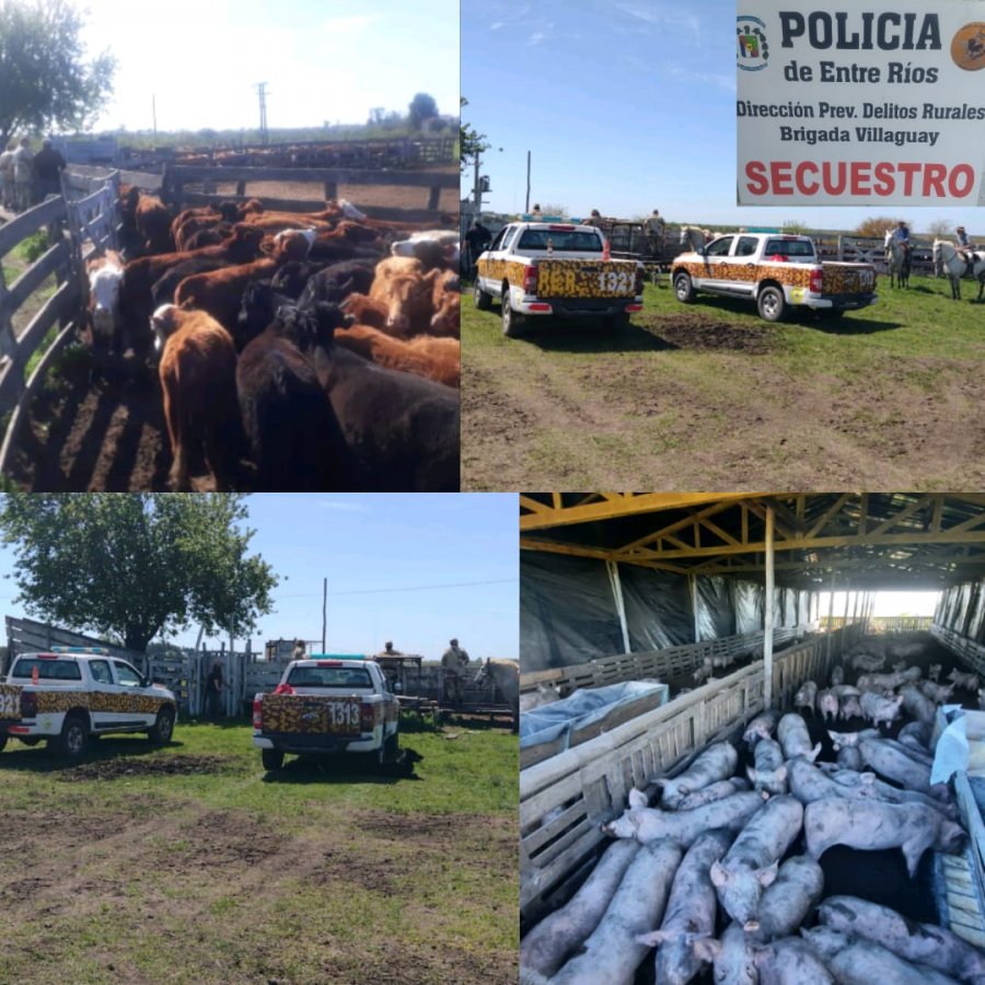 En una causa por evasin, Delitos Rurales secuestr cabezas de ganado en Lucas Sud.