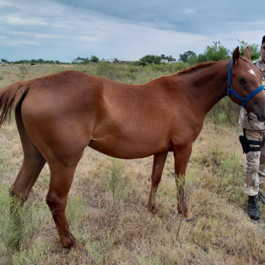 Personal de la Brigada de abigeato secuestro de un animal equino robado.