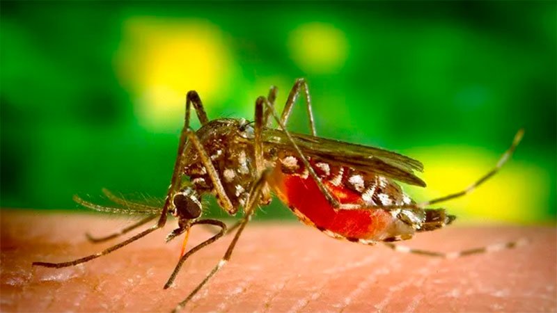 A qu temperatura muere el mosquito del dengue.