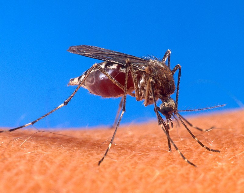 Salud advierte que la vacuna no evita los brotes del dengue.