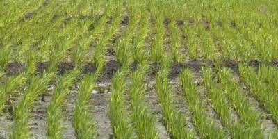 La lluvia atrasa la siembra del arroz.