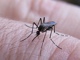 Los casos de dengue aumentaron notablemente en Entre Ros en 2024.