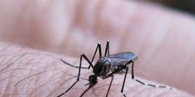 Los casos de dengue aumentaron notablemente en Entre Ros en 2024.