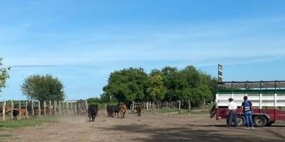 Abigeato: evitaron el robo de nueve animales vacunos.