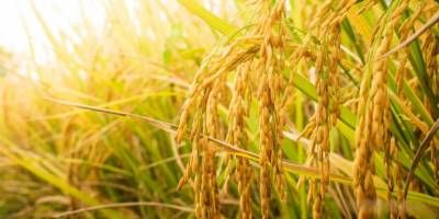 Bajan los precios internacionales del arroz y afecta la rentabilidad de los productores