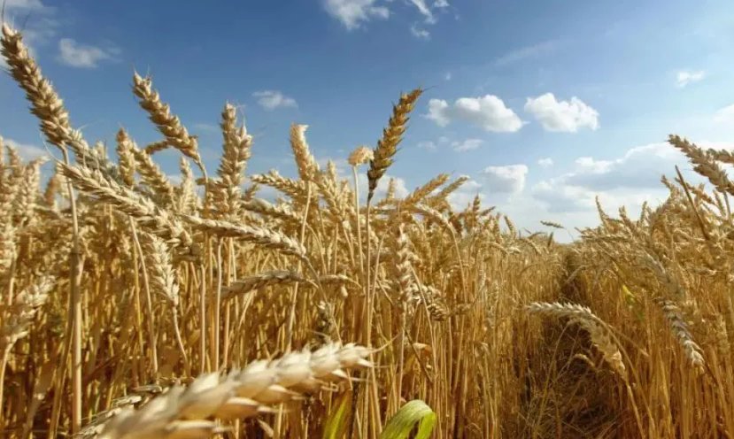 Se estima un nuevo récord en la producción de trigo en Entre Ríos Se estima un nuevo récord en la producción de trigo en Entre Ríos