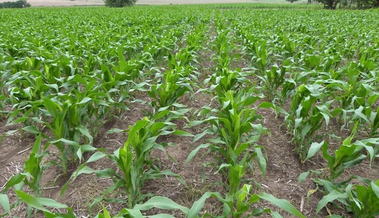 Eval煤an que la producci贸n de ma铆z de primera crecer铆a un 82% en Entre R铆os. Eval煤an que la producci贸n de ma铆z de primera crecer铆a un 82% en Entre R铆os.