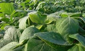 Los resultados de la soja serían de regular a bueno. Los resultados de la soja serían de regular a bueno.