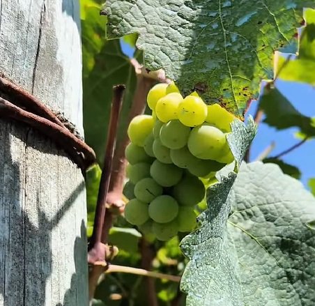 Primera jornada de la Ruta Tur铆stica 鈥淎rroz, Vino y Yatay鈥. Primera jornada de la Ruta Tur铆stica 鈥淎rroz, Vino y Yatay鈥.
