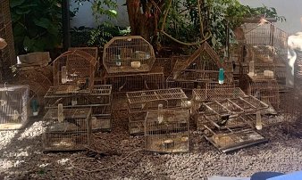 Secuestraron m谩s de 27 especies diferentes, algunas con peligro de extinci贸n. Secuestraron m谩s de 27 especies diferentes, algunas con peligro de extinci贸n.