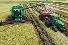 Dificultades con la transitabilidad de los caminos rurales para la cosecha de arroz. Dificultades con la transitabilidad de los caminos rurales para la cosecha de arroz.