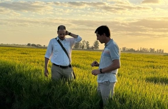 Crisis en el sector arrocero, aumento en el combustible, en los fertilizantes, agravado por la caÃda en las exportaciones. Crisis en el sector arrocero, aumento en el combustible, en los fertilizantes, agravado por la caÃda en las exportaciones.