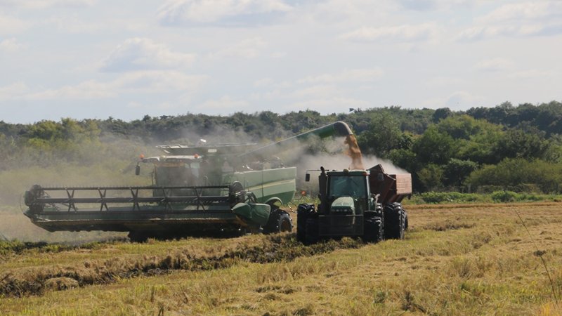 La Filial San Salvador de FAA alerta sobre la cr铆tica situaci贸n del sector arrocero. La Filial San Salvador de FAA alerta sobre la cr铆tica situaci贸n del sector arrocero.