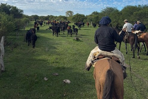 Recuperaron 40 animales robados en Lucas Norte. Recuperaron 40 animales robados en Lucas Norte.