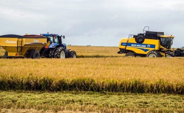 La producción de arroz caería un 19% en la provincia. La producción de arroz caería un 19% en la provincia.