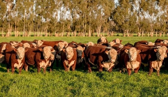 Denunciaron la desaparici贸n de m谩s de 500 animales y apuntan a un veterinario de Col贸n. Denunciaron la desaparici贸n de m谩s de 500 animales y apuntan a un veterinario de Col贸n.