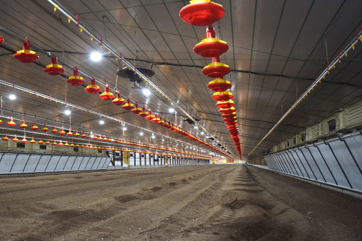 Inversi贸n av铆cola en Villaguay suma desarrollo en bioseguridad con tecnolog铆a de punta. Inversi贸n av铆cola en Villaguay suma desarrollo en bioseguridad con tecnolog铆a de punta.