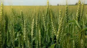 El aumento de costos y los bajos precios proyectan una ca铆da del 18% en la siembra de trigo en la provincia. El aumento de costos y los bajos precios proyectan una ca铆da del 18% en la siembra de trigo en la provincia.