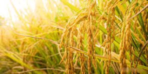 Advierten que peque帽os productores arroceros pueden abandonar la actividad por la crisis del sector . Advierten que peque帽os productores arroceros pueden abandonar la actividad por la crisis del sector .