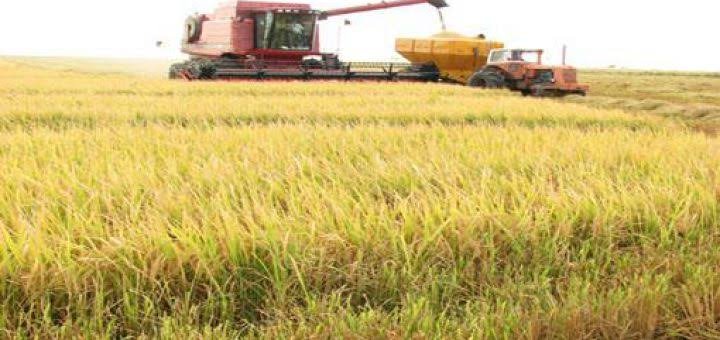 Los productores arroceros en crisis. Los productores arroceros en crisis.