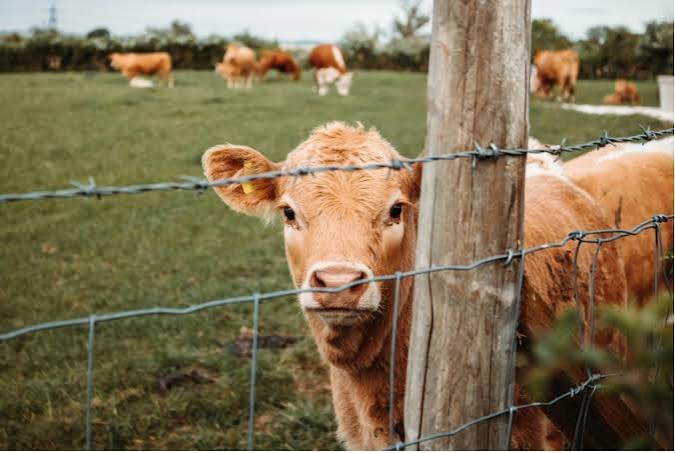 La faena de vacas tuvo el peor primer semestre de la 煤ltima d茅cada, pero subi贸 el peso promedio La faena de vacas tuvo el peor primer semestre de la 煤ltima d茅cada, pero subi贸 el peso promedio
