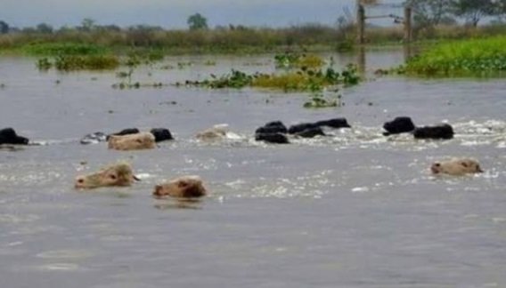 Ante la amenaza de un "S煤per Ni帽o", ganaderos de Entre R铆os buscan campos altos para evacuar casi 500 mil cabezas de ganado Ante la amenaza de un "S煤per Ni帽o", ganaderos de Entre R铆os buscan campos altos para evacuar casi 500 mil cabezas de ganado