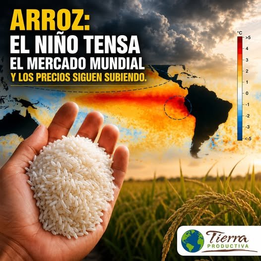 Arroz: mercado mundial tenso ante amenazas del niño. Los precios siguen subiendo. Arroz: mercado mundial tenso ante amenazas del niño. Los precios siguen subiendo.