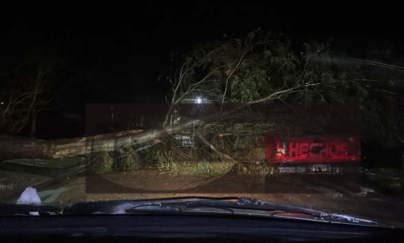 Fuerte temporal: un 谩rbol cay贸 arriba de una vivienda y otro arriba de una camioneta en Campos. Fuerte temporal: un 谩rbol cay贸 arriba de una vivienda y otro arriba de una camioneta en Campos.