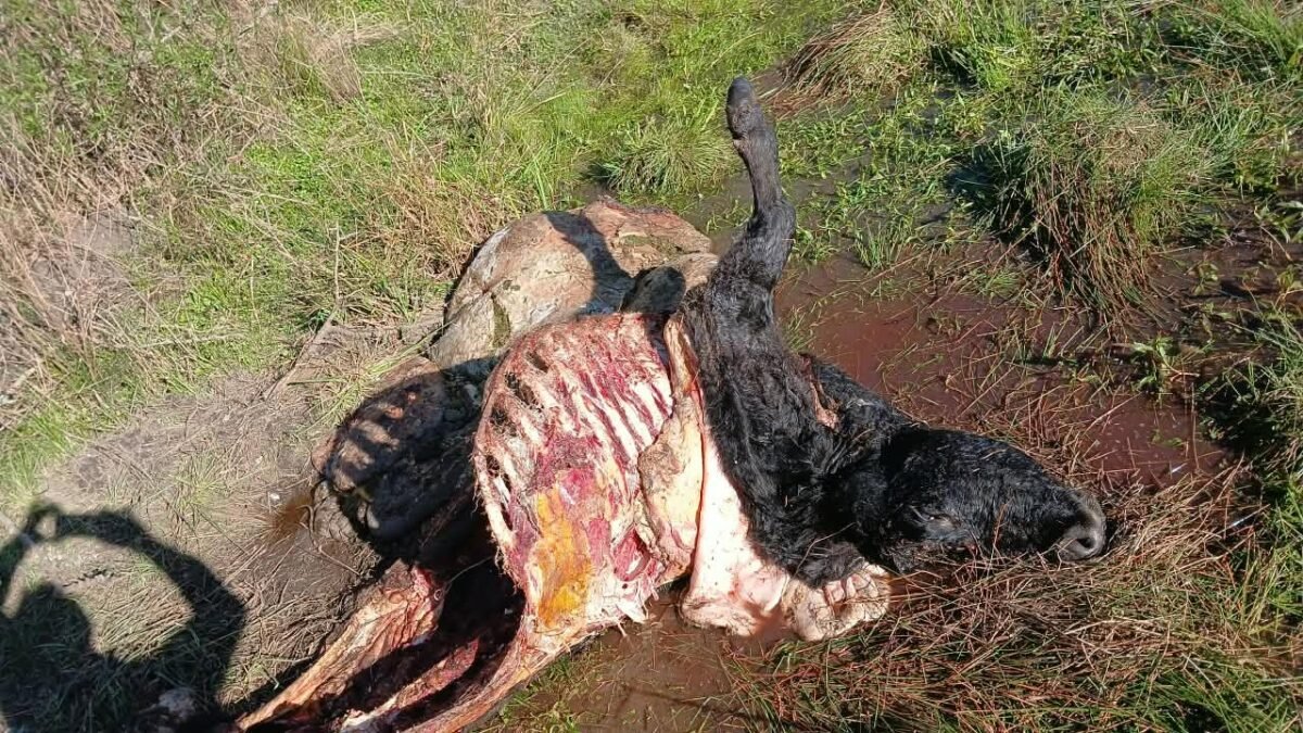 La FAA Entre Ríos alerta por carneadas clandestinas en Bovril y abre un interrogante: ¿zona liberada? La FAA Entre Ríos alerta por carneadas clandestinas en Bovril y abre un interrogante: ¿zona liberada?