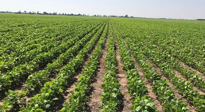 El campo se prepara para aportar un récord histórico de divisas. El campo se prepara para aportar un récord histórico de divisas.