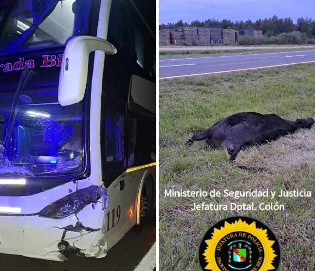 Un micro de larga distancia chocó un animal en cercanía a Ubajay. Un micro de larga distancia chocó un animal en cercanía a Ubajay.